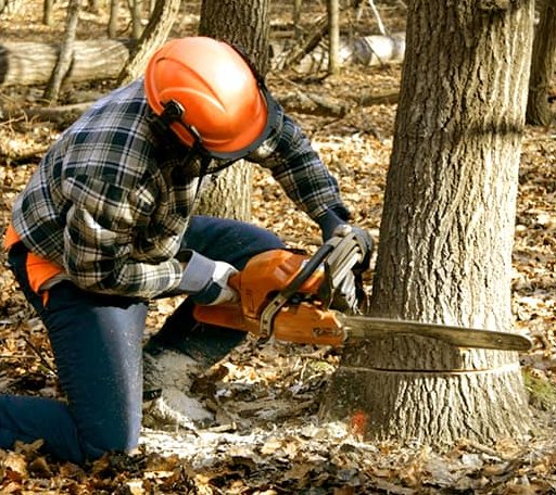 Tree Removal in Niantic, CT